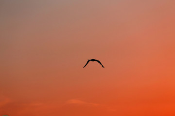 bird with immense wingspan flying towards at sunset