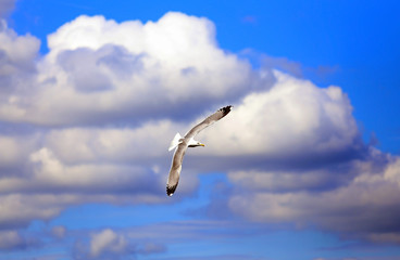Free white seagull flying
