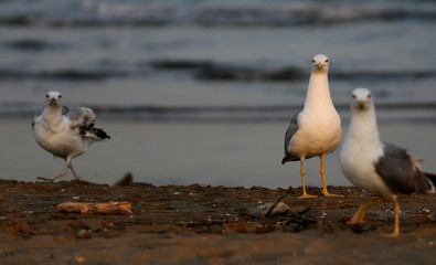 seagulls at the beach in summer