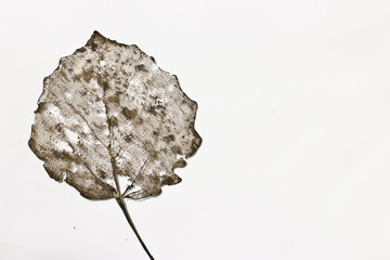 Veins birch leaves on a white background