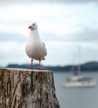 Red-billed gull in New Zealand