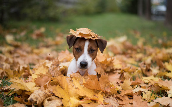 Cute jack russell terrier sitting in maple leaves