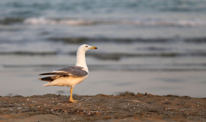 Fototapeta na wymiar seagull at the beach in summer