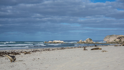 Fototapeta na wymiar Seal Bay, Kangaroo Island, South Australia