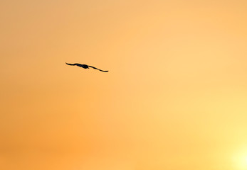 seagull with immense wingspan flying