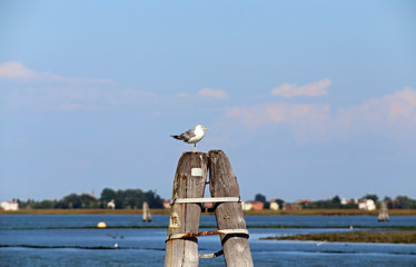 white seagull at the sea in summer