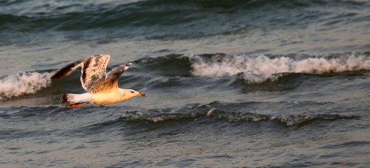 seagull flying over the rough sea
