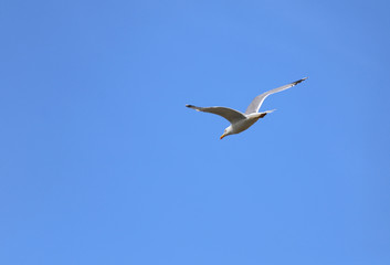 Fototapeta na wymiar Free white seagull flying