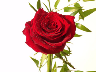 czerwona róża z kroplami rosy, przybrana zielonymi listkami, na białym tle