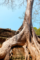 Ta prohm temple covered in tree roots, Angkor Wat, Cambodia