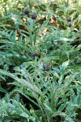 Artichoke plantation in Greece. Close up, vertical shot