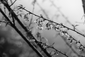 Monochrome (black and white) Thai cherry blossom branch (sakura) in Thailand