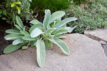 Lamb's Ear (Stachys byzantina, Stachys Lanata or Stachys 