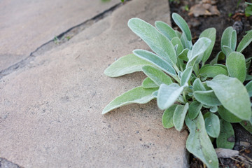 Lamb's Ear (Stachys byzantina, Stachys Lanata or Stachys 