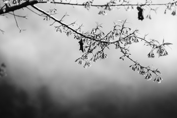 Monochrome (black and white) Thai cherry blossom branch (sakura) in Thailand