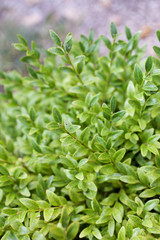 Buxus sempervirens bush - details and texture on the leaves
