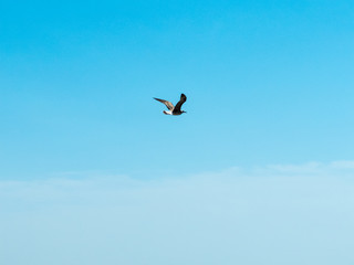 Gaviota volando sobre cielo azul