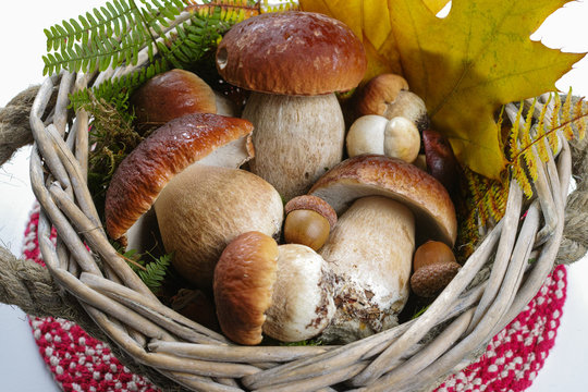 Fresh wild porcini mushrooms (boletus edulis) in wicked backet