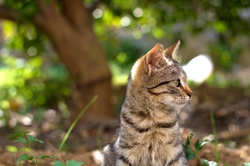 Naklejka na ściany i meble Cute tabby cat in the garden. Selective focus. 