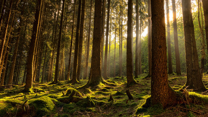 Obraz premium Magic Forestmood