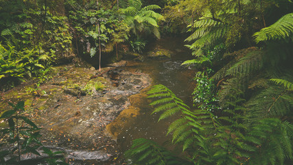 Gemäßigter Regenwald an der Great Ocean Road in Victoria, Australien