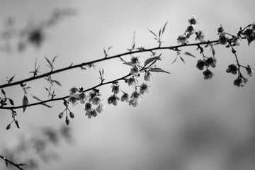 Monochrome (black and white) Thai cherry blossom (sakura) in Thailand