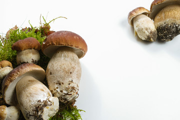 Fresh wild porcini mushrooms (boletus edulis) on white background