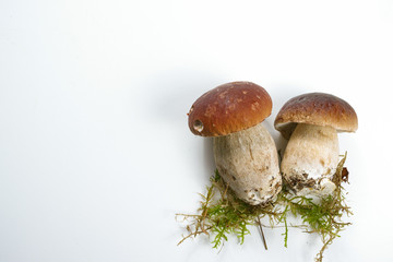 Fresh wild porcini mushrooms (boletus edulis) on white background