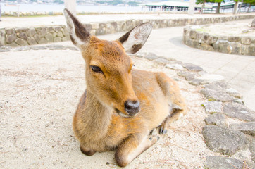 Wild Lonely Deer on Itsukushima Jinja Shrine, Itsukushima Miyajima island near Hiroshima. Japan