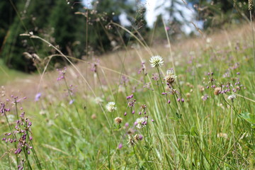 Prato di montagna fiorito
