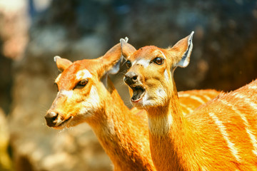 Sitatunga or Marshbuck (Tragelaphus spekii) Antelope In Central