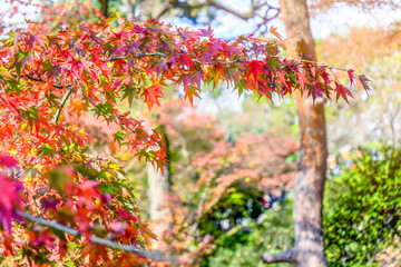 Colorful Red Maple Leaf Vibrant Tree in Japan Autumn