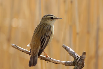 Камышевка-барсучек. © reznik_ov