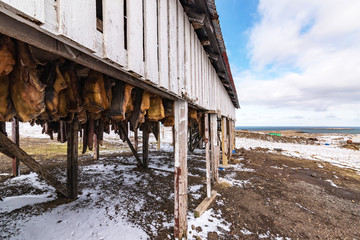 specialty of iceland called hakarl, fermented shark in open warehouse at bjarnarhoefn © Marc Jedamus