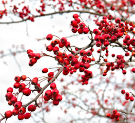 Red hawthorn berries in autumn (Crataegus rhipidophylla)