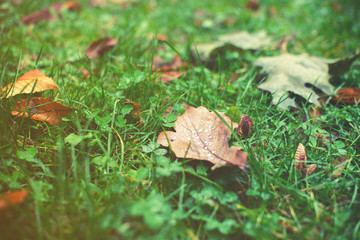 autumn leaf with water on green grass background
