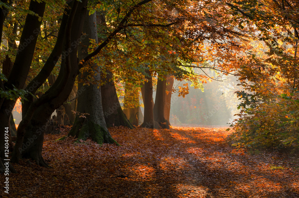 Wall mural beautiful autumn colors in a forest in the netherlands.