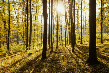 Fototapeta premium Golden autumnal forest with sunbeams