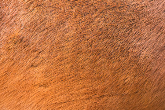 natural fur texture background