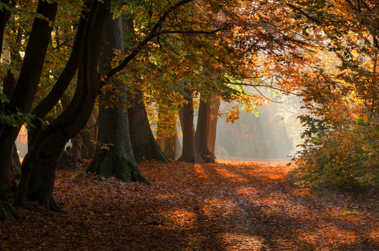 Beautiful autumn colors in a forest in the Netherlands.