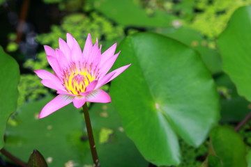 Lotus Pond
water lily 