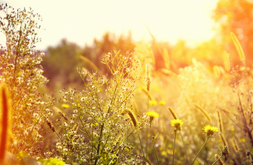 Wild meadow flowers on evening sunlight background.