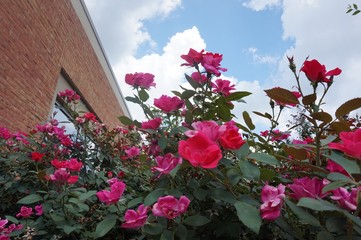 The Bush of  Lower Love 