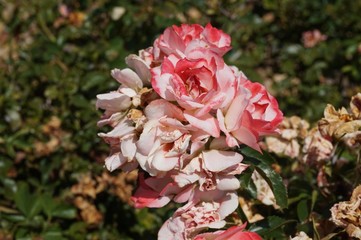 The Wilting Pink Flowers