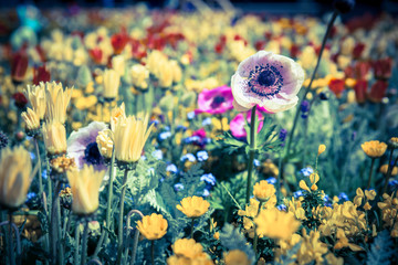 Flower vintage garden