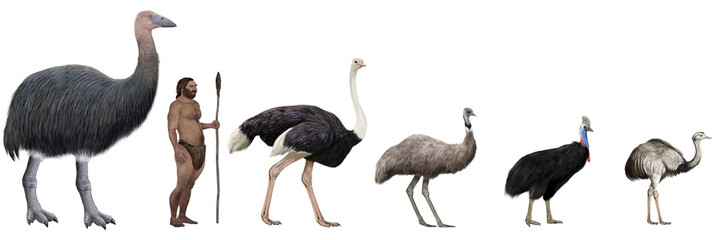 Flightless large birds comparation vs human