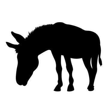 Donkey vector illustration  black silhouette