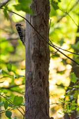 Obraz premium Downy woodpecker on a tree