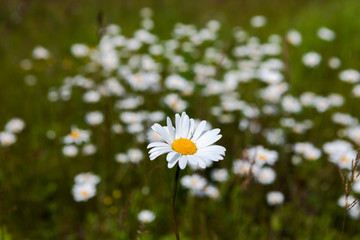 Поле ромашек и цветущей горчицы синее небо облака
