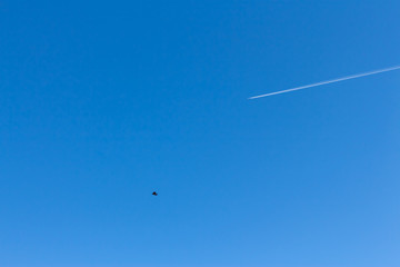 Flying airplane and a bird in the clear blue sky and the trace of the plane